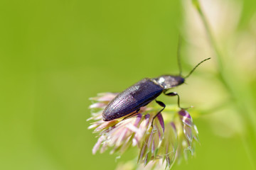 Beetle crawling on the stem.