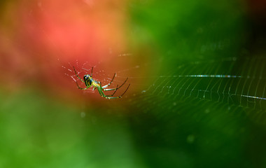 Rainbow web