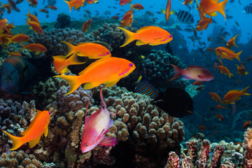 Close up of Lyretail anthias (Pseudanthias squamipinnis) swimming on the reef, small fish with bright orange body.