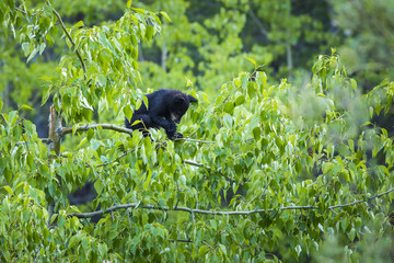 Black bear Cub in the tree