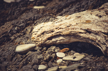 driftwood, washed up by the sea on a pebble beach