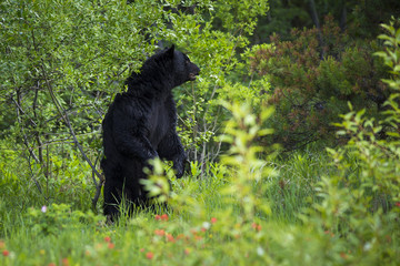 Black bear standing