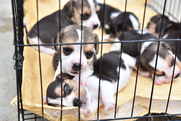 Cute little Beagles for sell in dog cage
