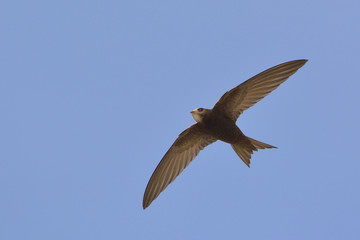 Apus apus (Common Swift, European Swift, Swift), Greece