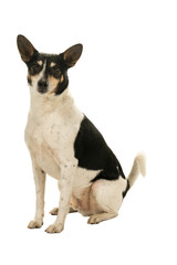Naklejka na ściany i meble Dutch boerenfox terrier dog sitting facing the camera isolated on a white background