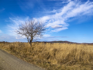 Lonely bare winter tree along an empty asphalt country road
