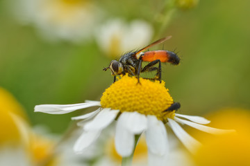 Flower bee on flower in its natural environment