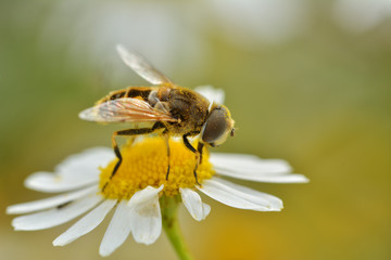 Flower bee on flower in its natural environment