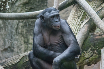 Warrior Bonobo Monkey