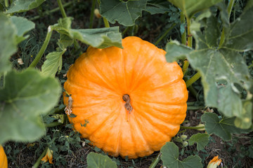 Fresh Pumpkin in the field. Beautiful pumpkin growing in field.