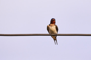 Barn swallow (Hirundo rustica)