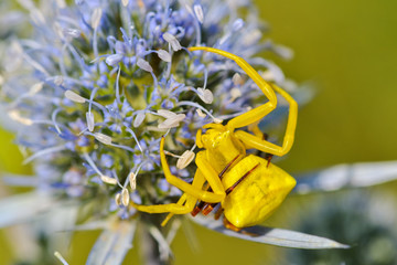 Yellow spider in the natural environment