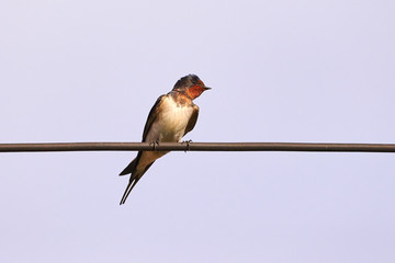 Barn swallow (Hirundo rustica)