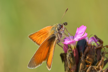 Orange butterfly in the grass in the natural environment