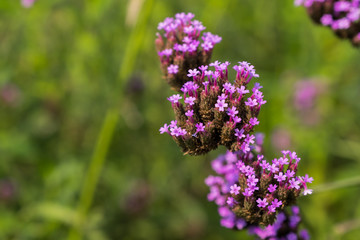 Fototapeta premium Purple lavender in a beautiful garden.