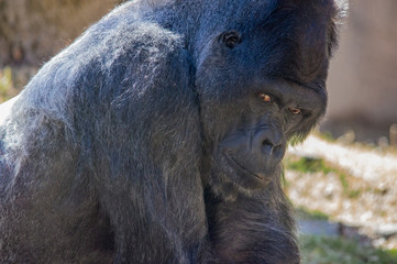 Gorilla giving a sideways glance