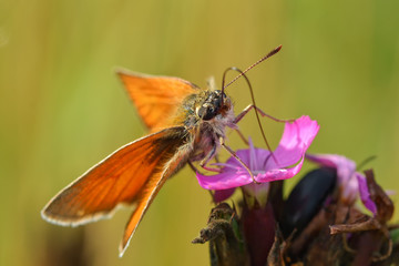 Orange butterfly in the grass in the natural environment