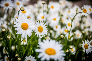 Fototapeta premium Daisies in a row