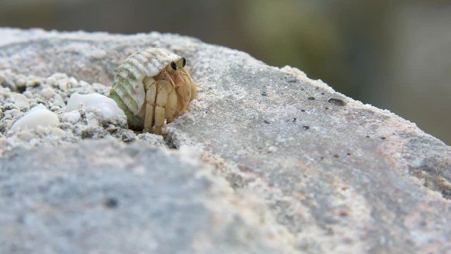 Kleiner Krabbe auf Stein
