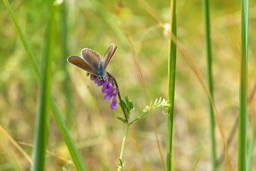 Butterfly from Lycaenidae family on a vetch
