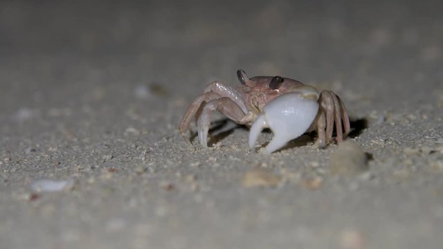 Krabbe mit gro&szlig;er Schere nachts am Strand