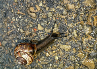 snail