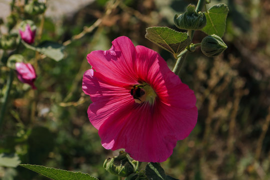 &ccedil;i&ccedil;ek,hatmi,g&uuml;l,pembe,arı