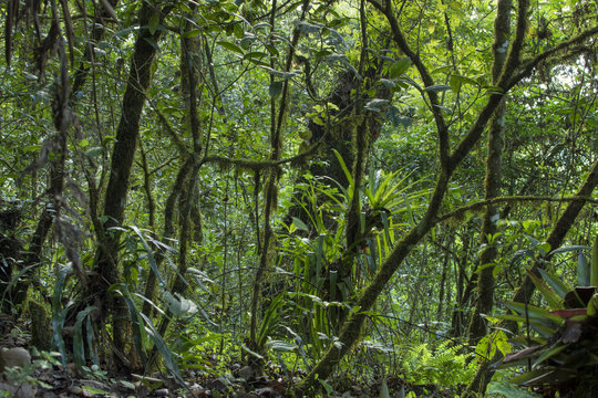 Fototapeta Lush temperate rainforest hosting tropical plants, trees, mosses, and bromelieads