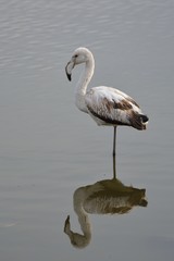 Greater Flamingo (Phoenicopterus roseus), Greece