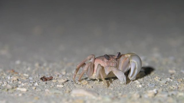 Nerv&ouml;se Krabbe nachts am Strand