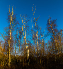 Trees against a Blue Sky