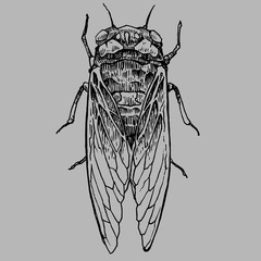 A hand draw style vector