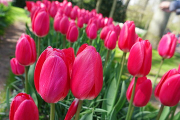Tulips