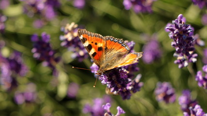 Schmetterling