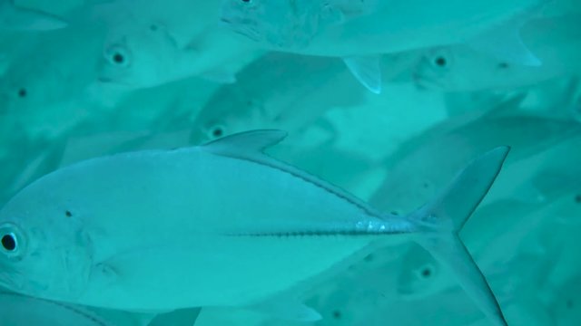 Fischschwarm Nahaufnahme