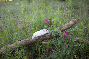 In nature, the mouse is a dzhungar hamster