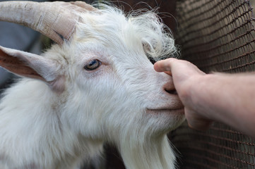 Fototapeta premium man's hand stroking the head of the goat