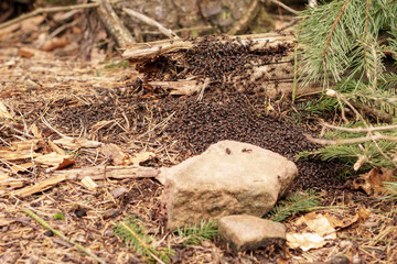 Massive anthill in forest with huge amount of ants.