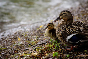 Mother Duck with Baby duckling closeup nature animal photography Mallard Ducks wildlife 