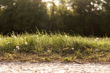 Green meadow with dandelion and lots of pollen.