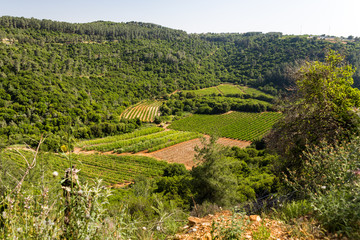 Fototapeta na wymiar Agriculture vineyard area field view.
