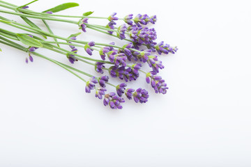 Lavender flowers on a white background