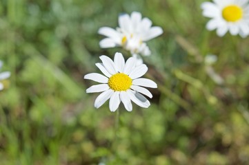 Fototapeta premium Wild Margarists