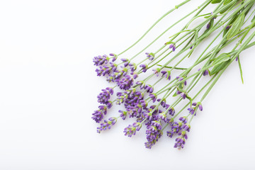 Fototapeta premium Lavender flowers on a white background