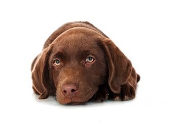 Fototapeta premium Liegender Labrador Retriever Welpe isoliert auf weißem Grund