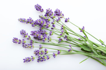 Lavender flowers on a white background - 210881366