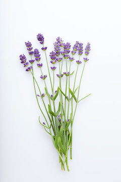 Lavender flowers on a white background