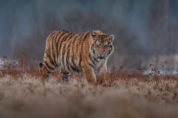 Fototapeta na wymiar Siberian Tiger in the snow (Panthera tigris)