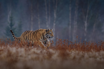 Fototapeta premium Siberian Tiger in the snow (Panthera tigris)