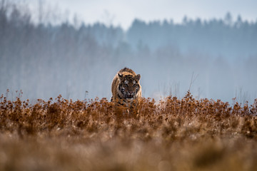 Siberian Tiger in the snow (Panthera tigris)
